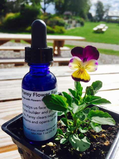 Pansy Flower Essence