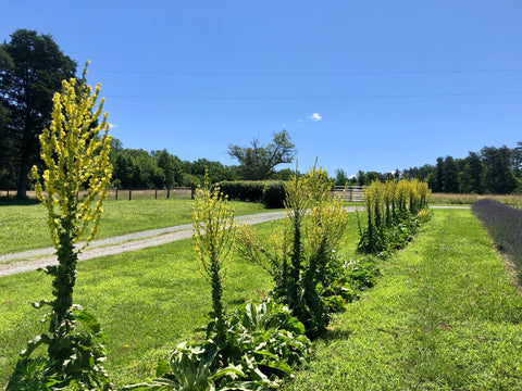 Private General Herb Garden Tour with Q&A