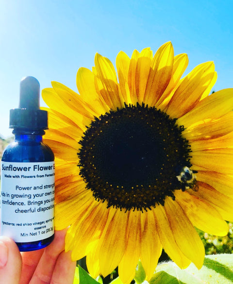 Sunflower Flower Essence