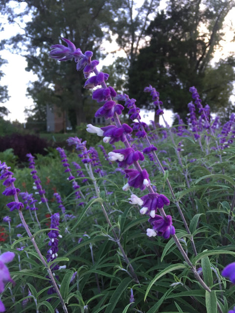 Mexican Bush Sage Flower Essence