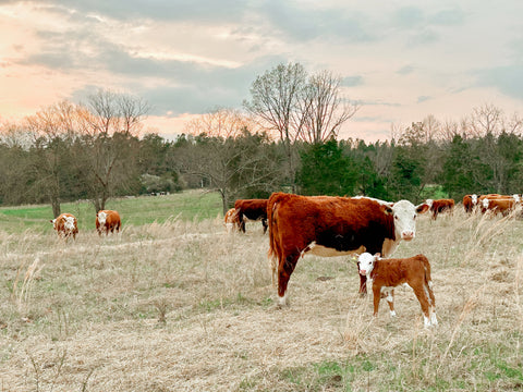 100% Grass Fed & Finished Beef