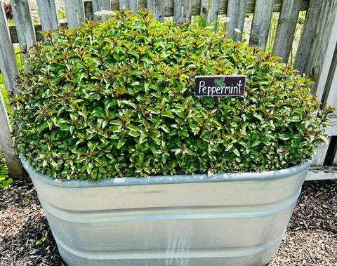 Private General Herb Garden Tour with Q&A