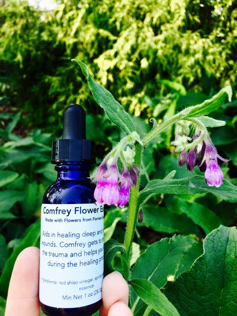 Comfrey Flower Essence