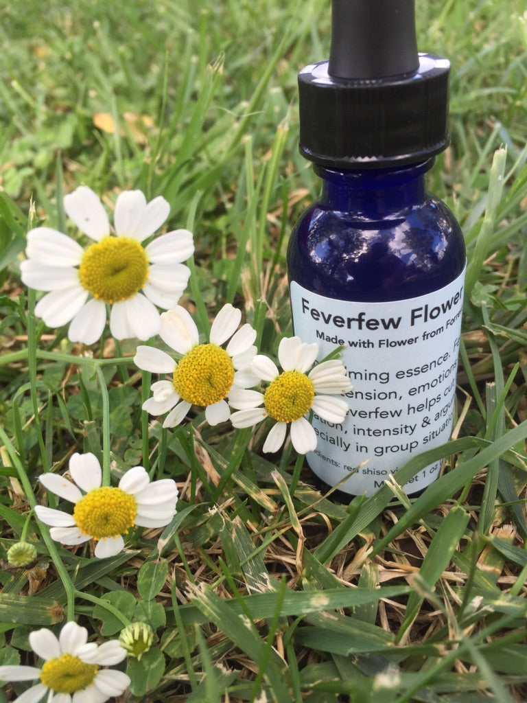 Feverfew Flower Essence Forrest Green Farm feverfew-flower-essence-forrest-green-farm
