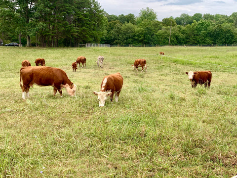 Farm Tour