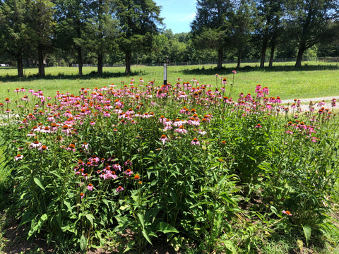 Private General Herb Garden Tour with Q&A