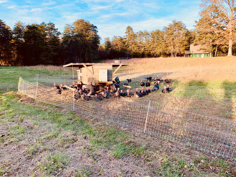 Pasture Raised Turkey Drumstick Pre-Order Deposit