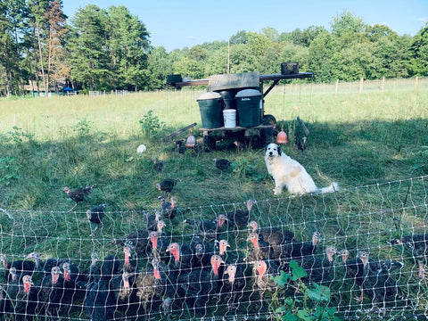 Pasture Raised Turkey Drumstick Pre-Order Deposit