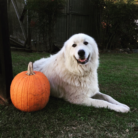 Livestock Guardian Dogs