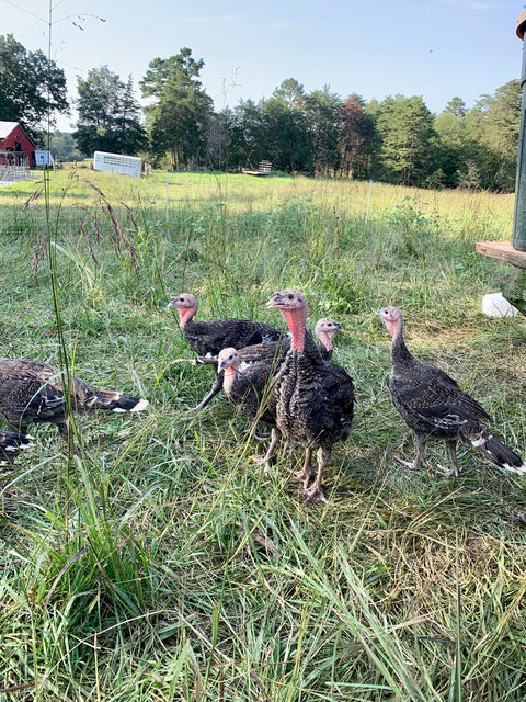 Pasture Raised Whole Turkey Pre-Order Deposit