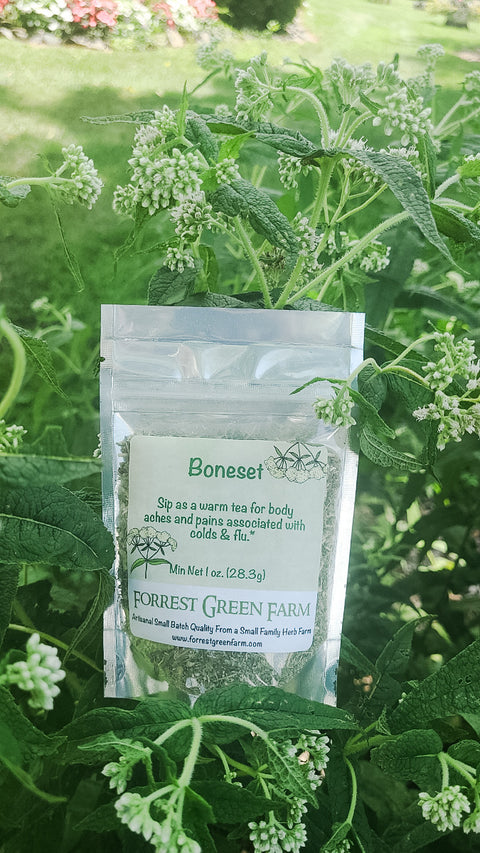 Boneset