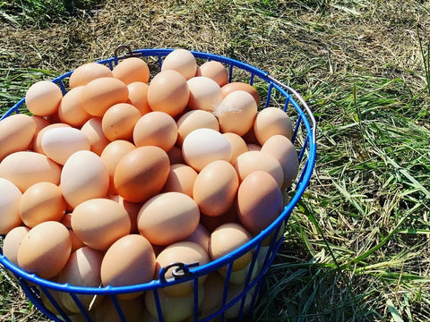 Pasture Nourished Eggs Winter Share