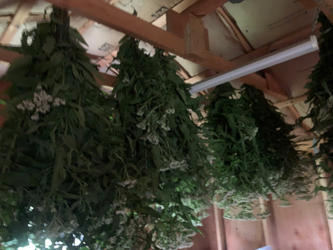 Harvesting & Drying Herbs Private Workshop