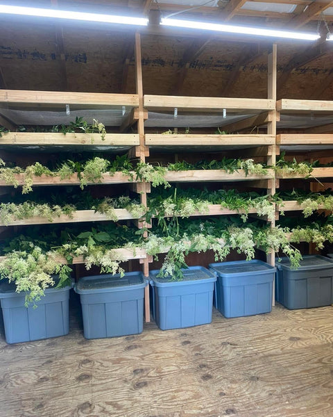 Harvesting & Drying Herbs Private Workshop
