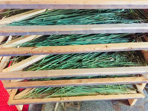Harvesting & Drying Herbs Private Workshop