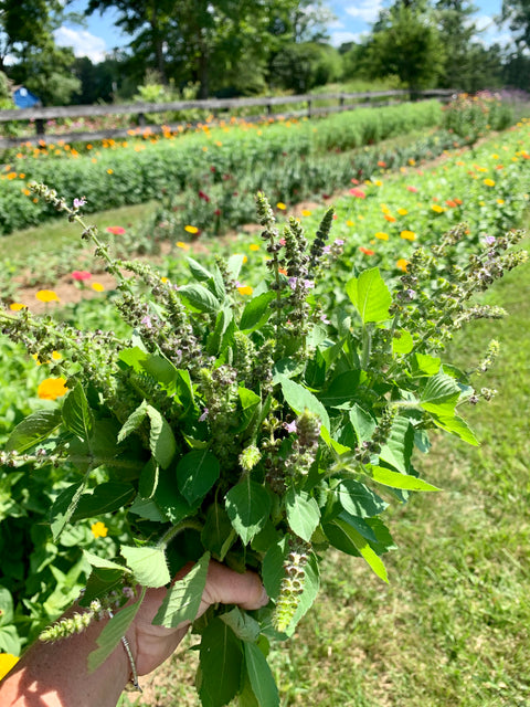 20 Medicinal Herbs to Grow to Enhance Your Life Private Workshop