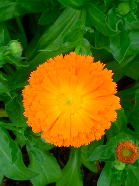 Unusual Culinary Herbs that Every Foodie Gardener Should Know Private Workshop