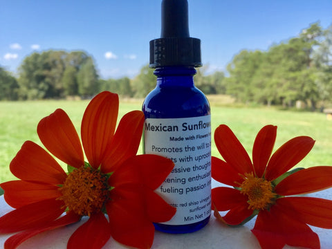 Mexican Sunflower Flower Essence