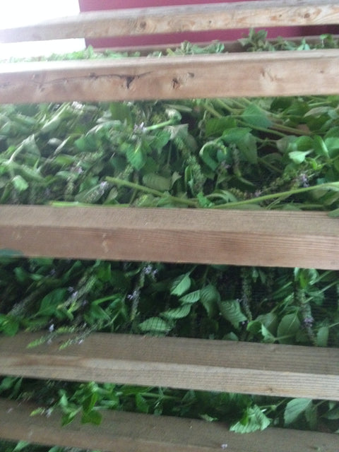 Harvesting & Drying Herbs Private Workshop