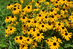 Black Eyed Susan Flower Essence