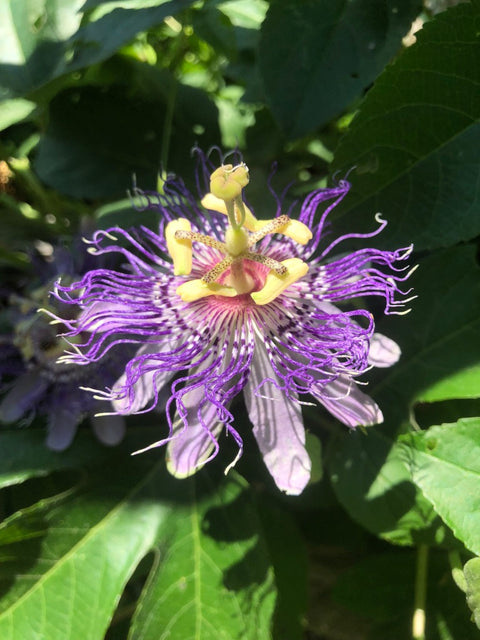 Passionflower Flower Essence