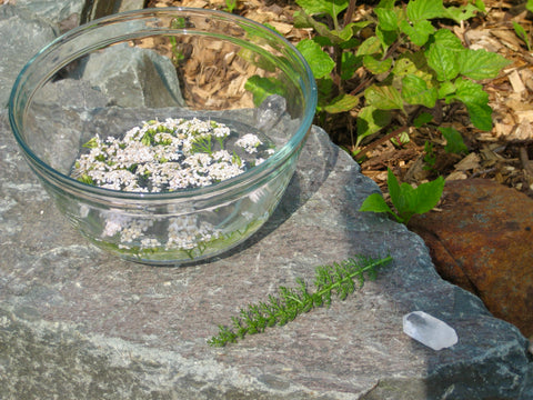 Flower Essence 101 Private Workshop