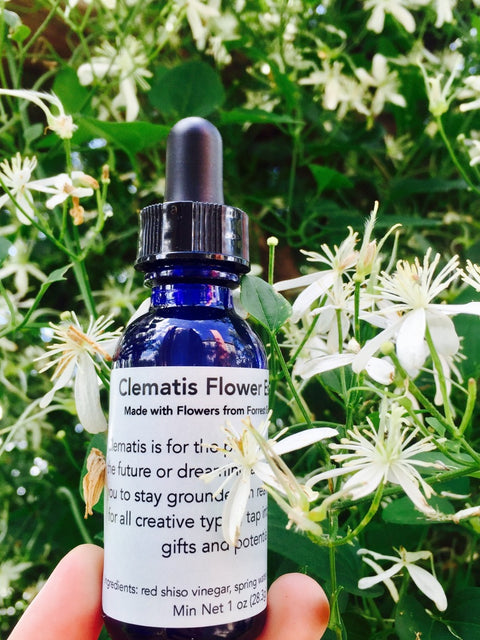 Clematis Flower Essence