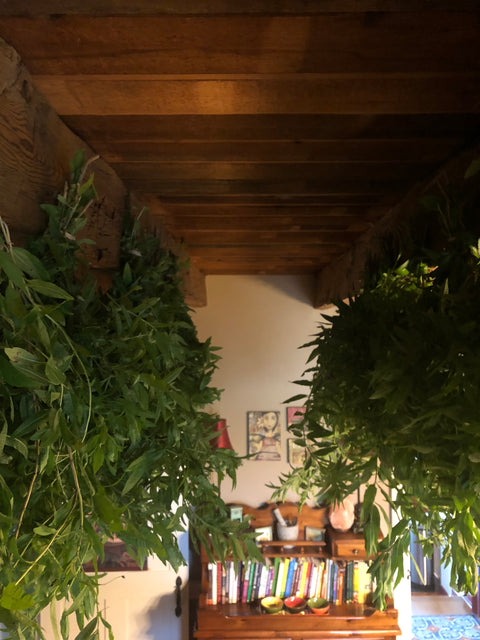 Harvesting & Drying Herbs Private Workshop