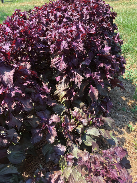 20 Medicinal Herbs to Grow to Enhance Your Life Private Workshop