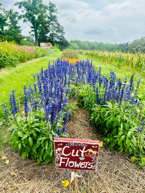 Private General Herb Garden Tour with Q&A