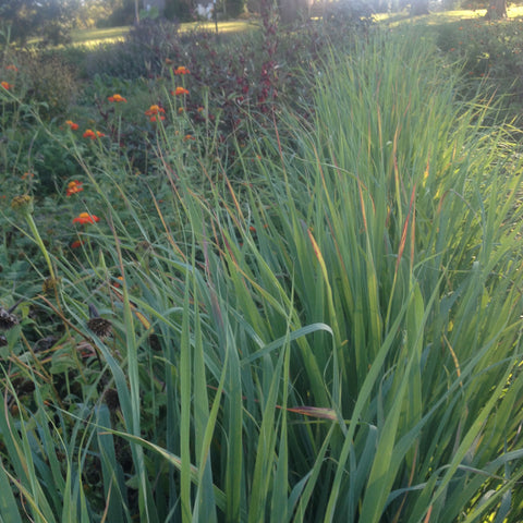 Unusual Culinary Herbs that Every Foodie Gardener Should Know Private Workshop