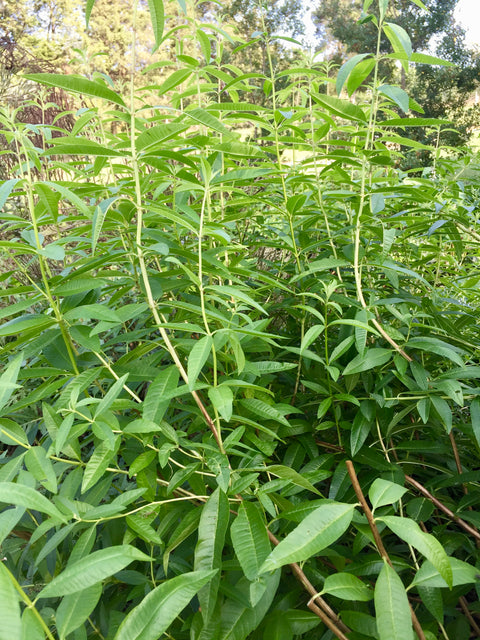 Unusual Culinary Herbs that Every Foodie Gardener Should Know Private Workshop