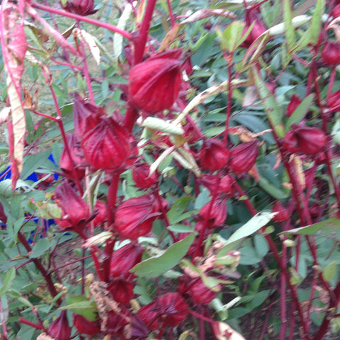 Unusual Culinary Herbs that Every Foodie Gardener Should Know Private Workshop