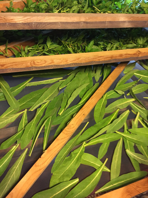 Harvesting & Drying Herbs Private Workshop