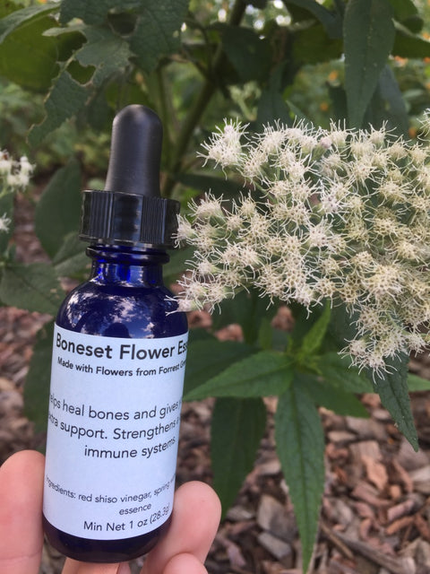 Boneset Flower Essence