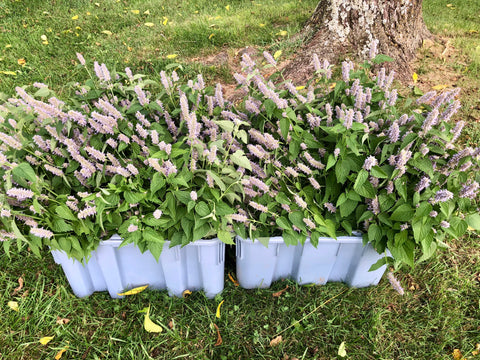 Harvesting & Drying Herbs Private Workshop
