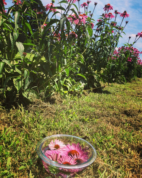 Echinacea Flower Essence