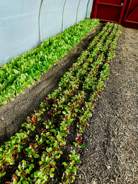 Winter CSA 2025-2026