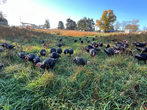 Reserve a Pasture Raised Thanksgiving Turkey
