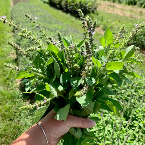 Tulsi Tea