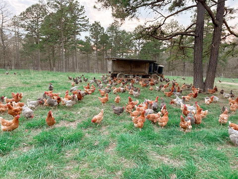 Pasture Raised & Nourished Chicken