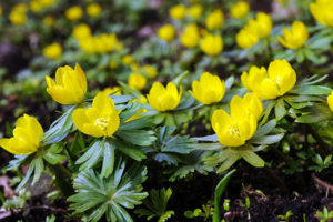 Aconite Flower Essence