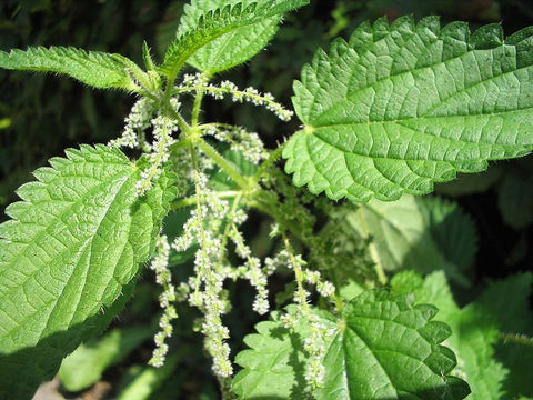 Nettle Flower Essence