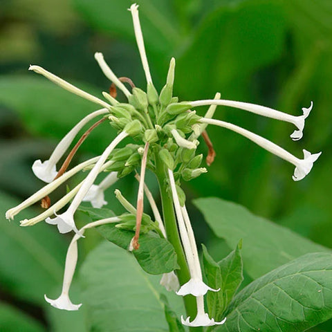 Nicotiana Flower Essence