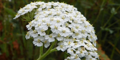 Yarrow Flower Essence