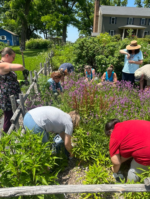 Whole Living Class: A Comprehensive Course on Herbalism & Gardening