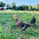 Pasture Raised Turkey Breast Pre-Order Deposit