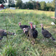 Pasture Raised Turkey Breast Pre-Order Deposit