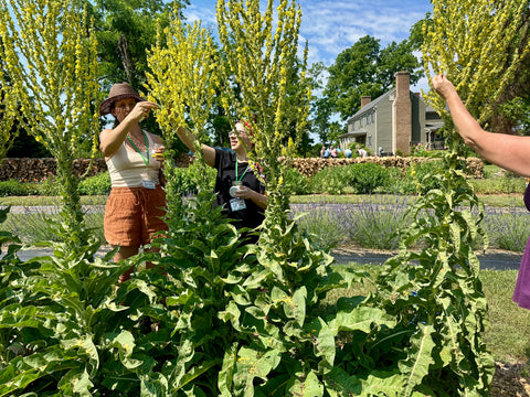 Whole Living Class: A Comprehensive Course on Herbalism & Gardening