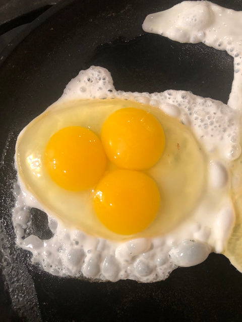 Pasture Nourished Eggs Winter Share